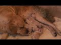 Golden Retriever Puppies Golden Retriever Puppies
