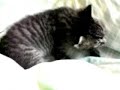 Jiggling Baby \"JELL-O\" the kitten