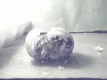 Timelapse Hatching Tortoise Timelapse Hatching Tortoise