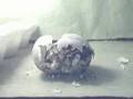 Timelapse Hatching Tortoise