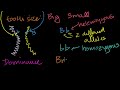 Heredity: Genetics and Traits Video Tutorial