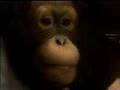 The chimp channel godfather
