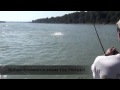 Big sturgeons of the Fraser