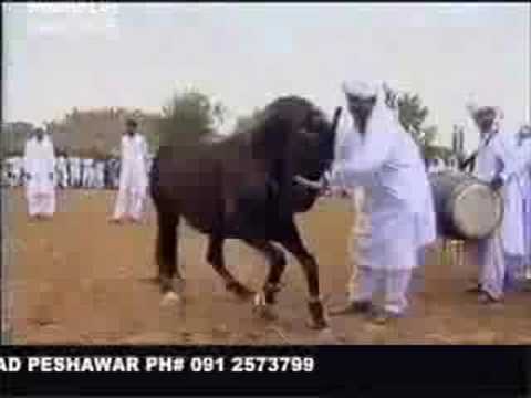 مشهدت سكس حصان