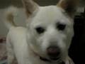 Kishu