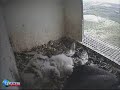 Netherlands Peregrine Falcons Feeding