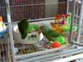Paddy, Golden-wing, & Erin, Cobalt-winged Parakeets