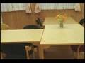 ���ɂ����ȃW�����I�N cat julio who seems to die
