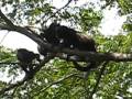 videos de howler monkeys