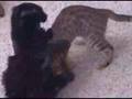 Cat Fights and Bengal Battles Vol. 6 "The 2nd Fight" 