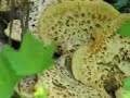 Morels and Dead Elm Trees