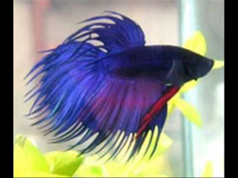 how to take care if a betta fish