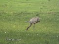 Grulla Común (Grus grus)