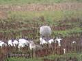 Grulla Común (Grus grus)