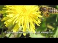 for my botanical medicine class at the national college of natural medicine (ncnm) we were challenged to express an herb as we saw it with music, pictures and words. i didn't take the pictures, just edited things together. here is taraxacum (dandelion)!