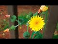 Dandelion (Taraxacum officinale) Botanical medicine