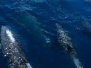 Bottlenose Dolphins Bottlenose Dolphins