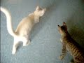 Kitten Room Playing Kitten Room Playing