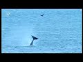 Orca bashes a seal 60 feet out of the water