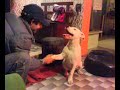 Dogo Argentino  Google 4 meses
