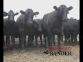 Ventajas The Callicrate Bander