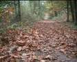 Herfst boswandeling.