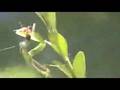 Praying Mantis vs. Spider