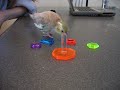 Clicker Training: Kiwi cockatiel, lordess of the rings !