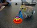 Clicker Training: Kiwi cockatiel, lordess of the rings !