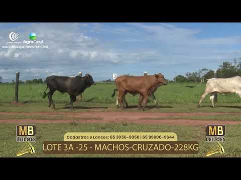 535� LEIL�O VIRTUAL MB LEIL�ES