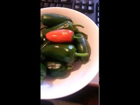 how to harvest bhut jolokia