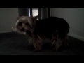 Click here to watch this video Yourkie maximus