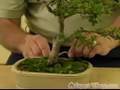How to Grow Bonsai Trees : Free Lessons for Beginners : How to Care for your Bonsai Tree : Bonsai Maintenance