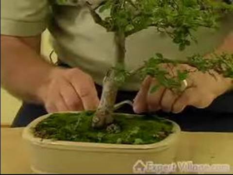 how to bonsai tree care