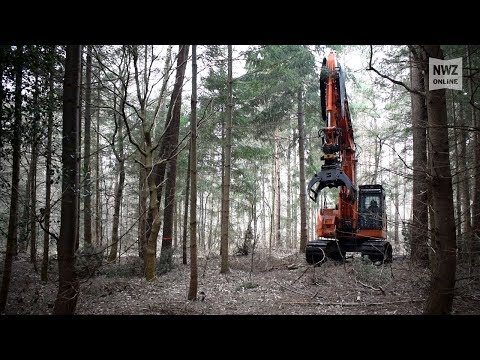 Holzarbeiten im Herrenneuen in Varel