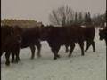 MC Quantock Bull Sale 2008 - Chapter 02 - Red Angus