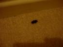 mr beetle