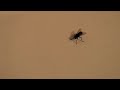 The Fly