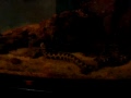 Snowflake eel