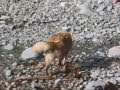 The Beach at Porth Ysgo.wmv