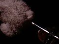 Das Meerschwein das zum Grinder wurde Das Meerschwein das zum Grinder wurde