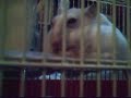 hamster-kiss-kiss.html