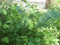 DIY urban homesteading DIY urban homesteading
