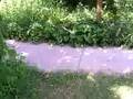 DIY urban homesteading