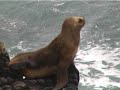 The Falkland Islands