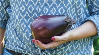 Burpee’s 'Meatball' Eggplant