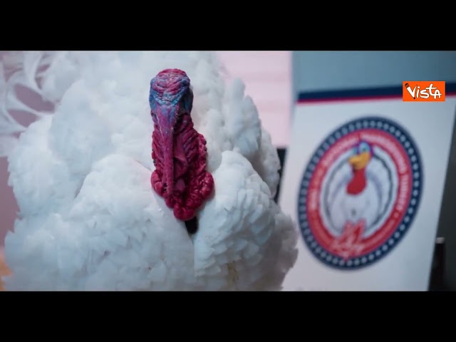 Ecco Gobble e Waddle, i due tacchini graziati da Trump per festa Ringraziamento