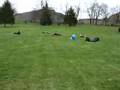 Hill-rolling-fun-in-
