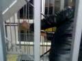 videos de Avelino