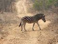 a zebra crossing